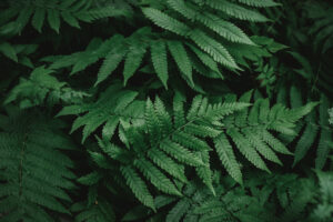 Quelles plantes choisir pour un terrain gorgé d’eau